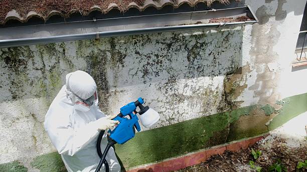 Trusted Mold Inspection service in Petoskey, MI - Cheap Mold Removal